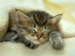 Les chats, eux aussi ils dorment !